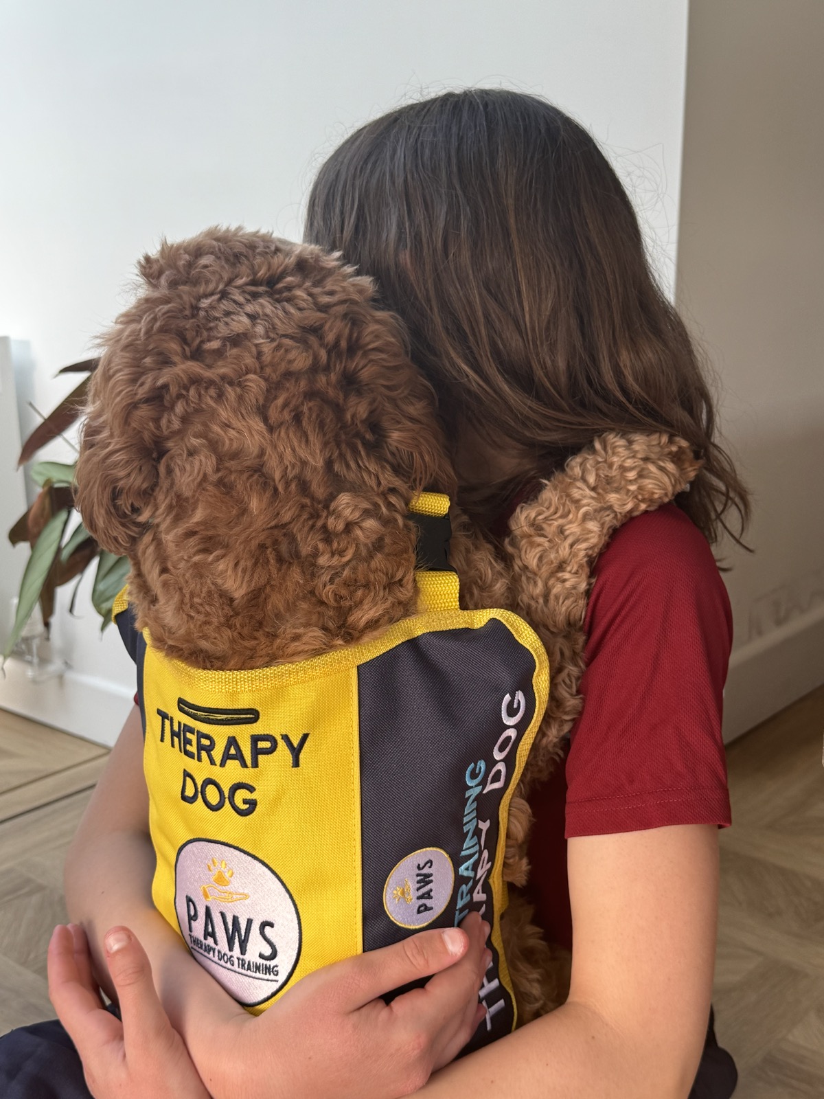 Ivy the therapy dog being hugged by a child